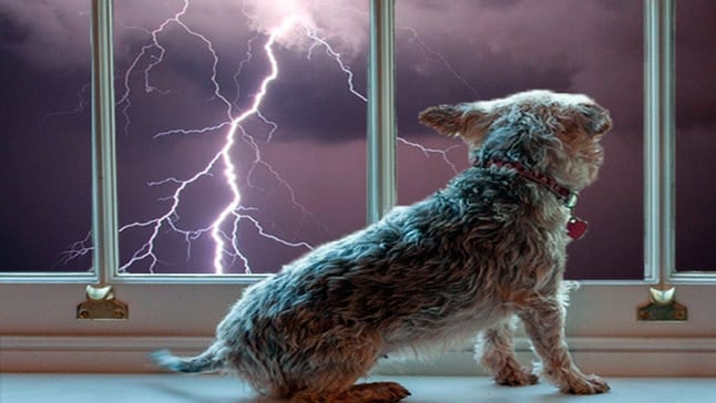 perro y tormenta