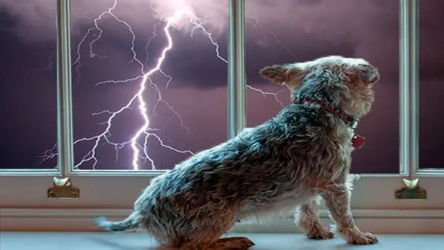 perro y tormenta