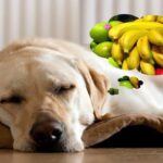 perro y vitaminas