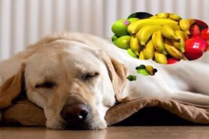 perro y vitaminas