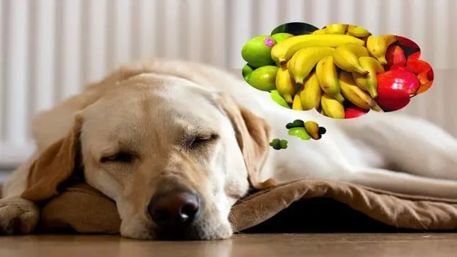 perro y vitaminas