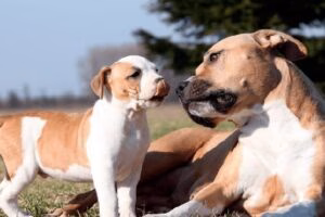pitbull perro y cachorro