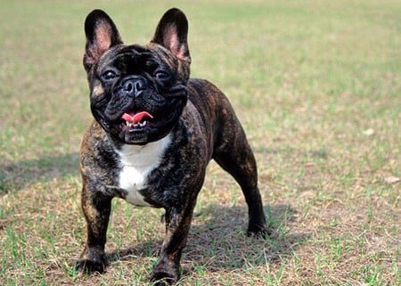 bulldog frances