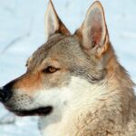 caracteristicas del perro lobo checoslovaco tumbado