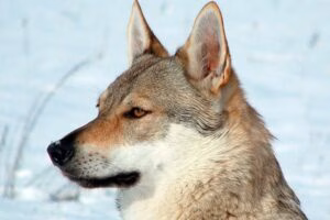 caracteristicas del perro lobo checoslovaco tumbado
