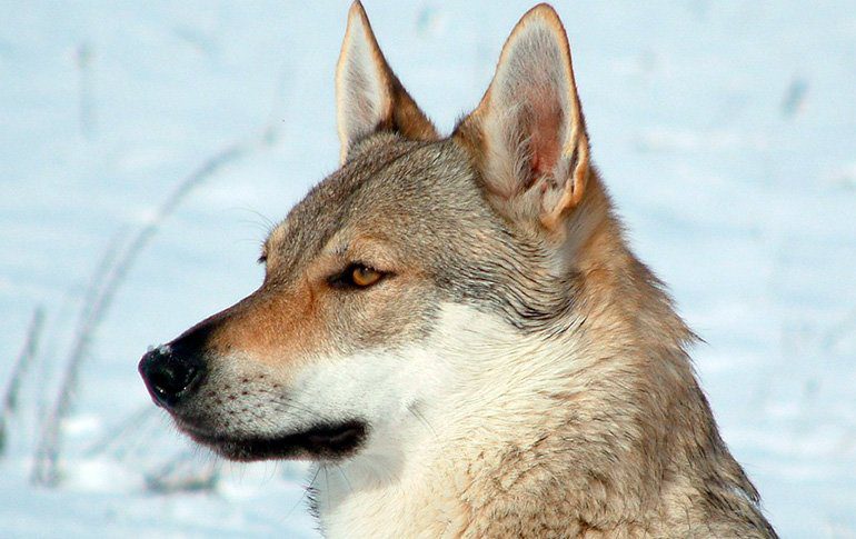 Información sobre la raza Perro lobo Checoslovaco