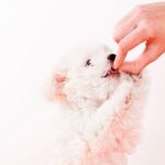 ¿Pueden los perros comer Sardinas?