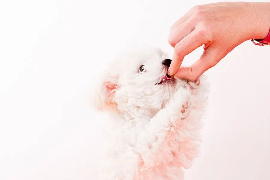 ¿Pueden los perros comer Sardinas?
