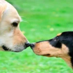 dos perros