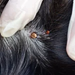 garrapata en perro