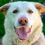 perro castrado esta contento