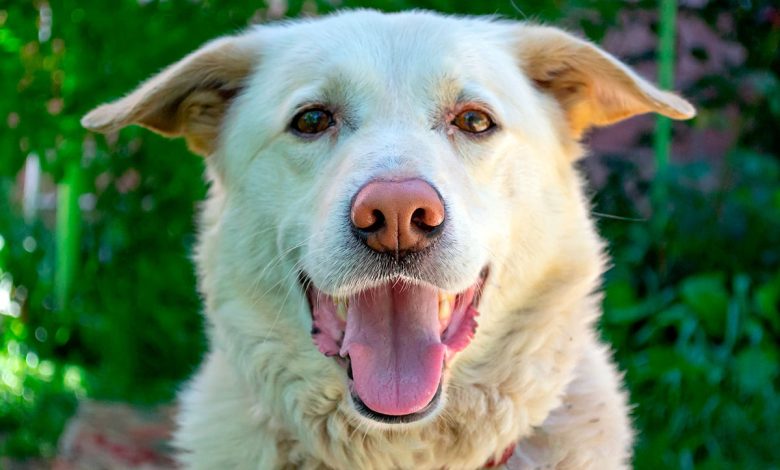 Castración perros: Efectos, beneficios e inconvenientes
