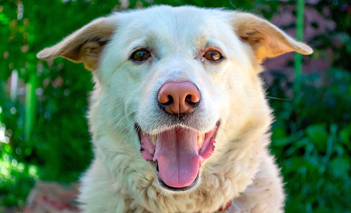 perro castrado esta contento