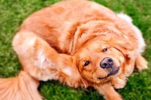 perro con pulgas