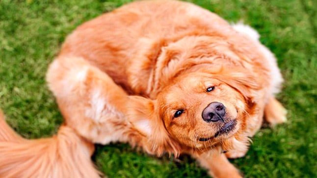 perro con pulgas