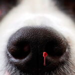 perro con sangre en la nariz