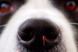 perro con sangre en la nariz