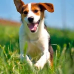 perro corre