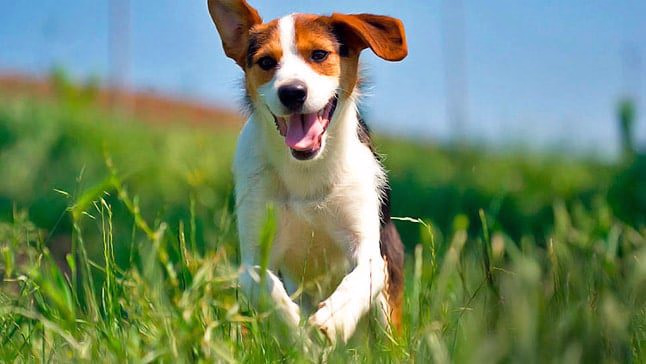 perro corre
