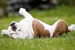 perro haciendo la croqueta