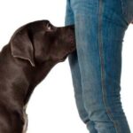 perro oliendo la entrepierna