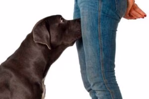 perro oliendo la entrepierna