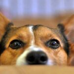 perro orejas levantadas