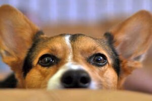 perro orejas levantadas