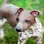 perro sin pelo