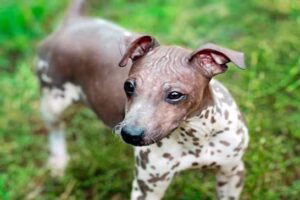 perro sin pelo