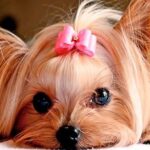 perru
