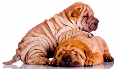 sharpei