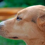 abeja en el hocico de un perro