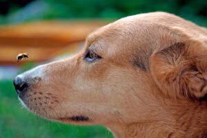 abeja en el hocico de un perro