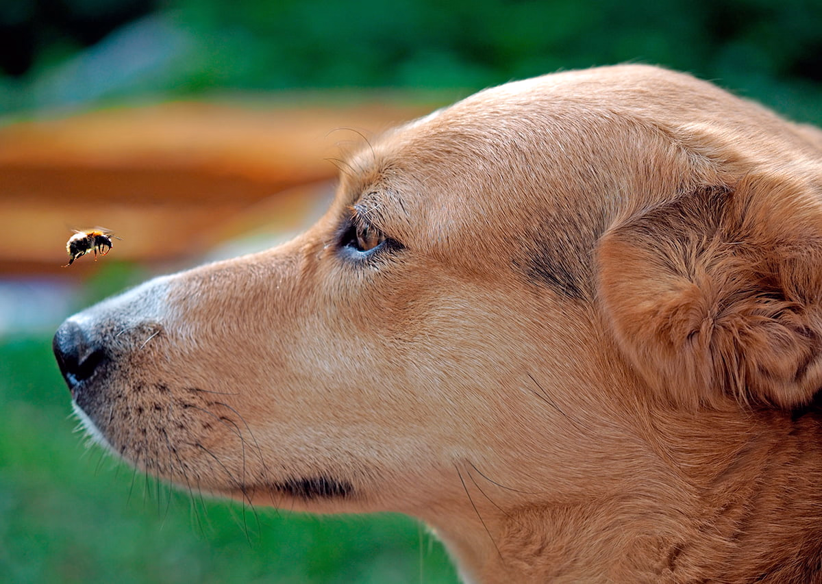 abeja en el hocico de un perro