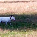 bull terrier ingles en una finca de campo