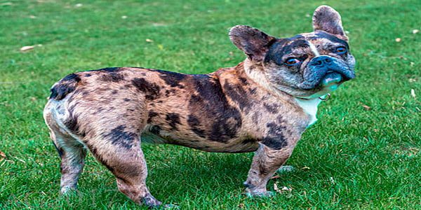 Cómo es el temperamento del bulldog francés - Conoce a este pequeño peludo  juguetón y cariñoso