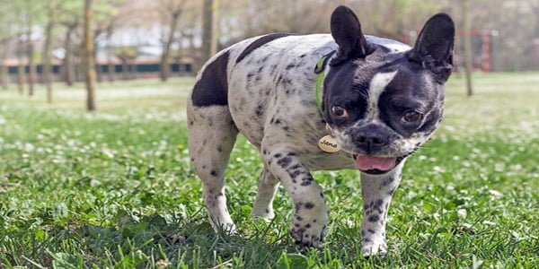 Bulldog Francés blanco con manchas negras paseando por el parque