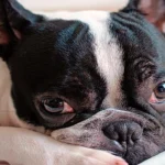 bulldogfrances