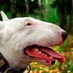 cabeza del bull terrier ingles