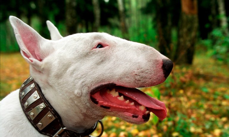 Información de raza perro terrier Inglés ¡Con fotos!