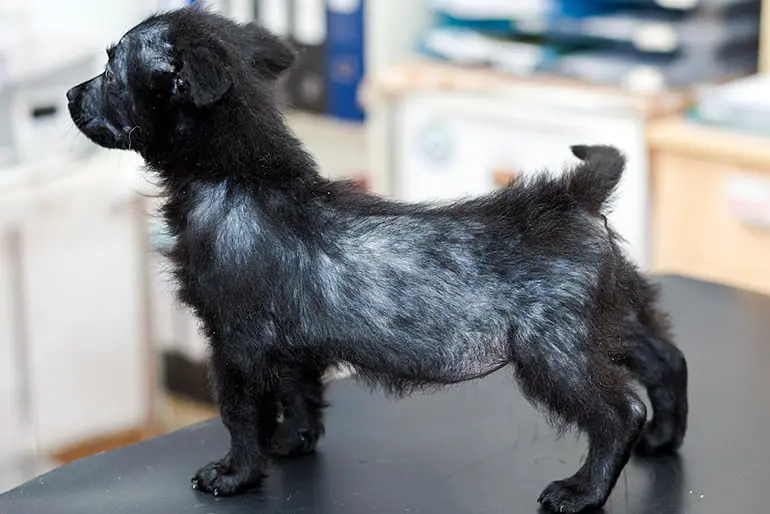 cachorro-con-caída-de-pelo