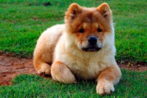 cachorro de raza chow chow