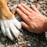 ¿Puede mi perro quemarse las almohadillas en verano?