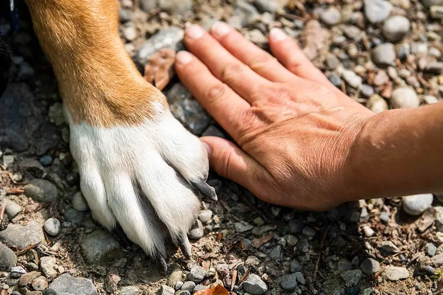 ¿Puede mi perro quemarse las almohadillas en verano?