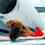 perro avion