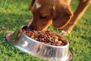 perro comiendo pienso