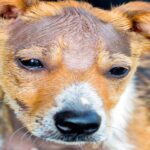 perro con calvas sin pelo