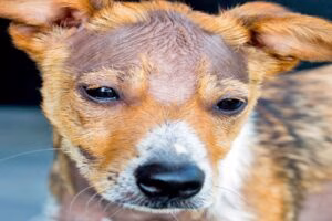perro con calvas sin pelo