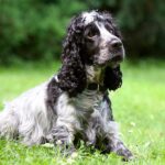 Cómo evitar que mi perro escarbe en el jardín